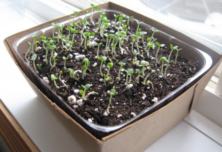 basil sprouts