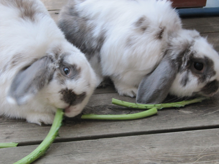 bunny, rabbit, kale